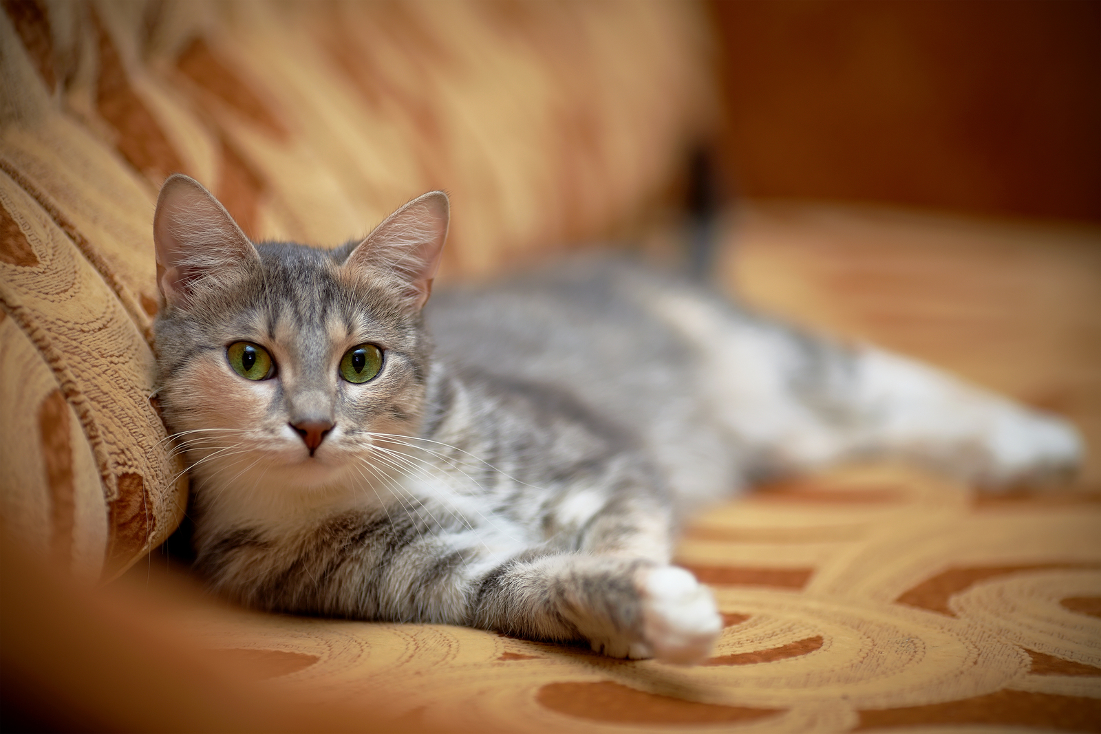 uploads/mvp/5/50/the-gray-cat-with-green-eyes-lies-on-a-sofa-347812-ref.jpg